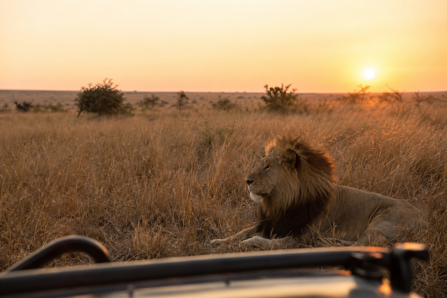 West African Lion