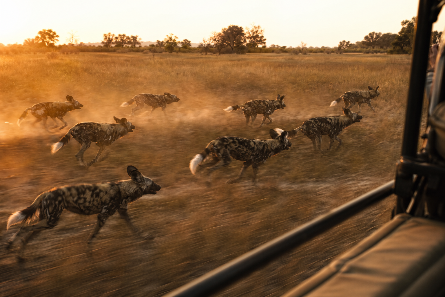 African Wild Dog