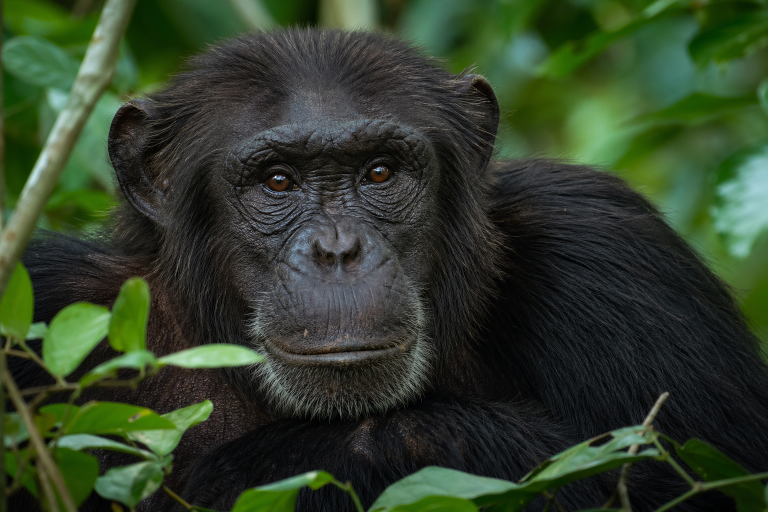 West African Chimpanzee