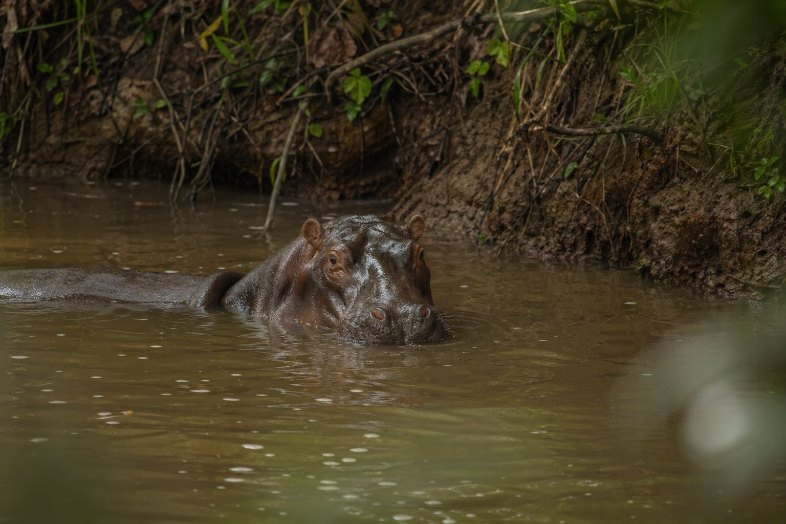 Pygmy Hippopotamus