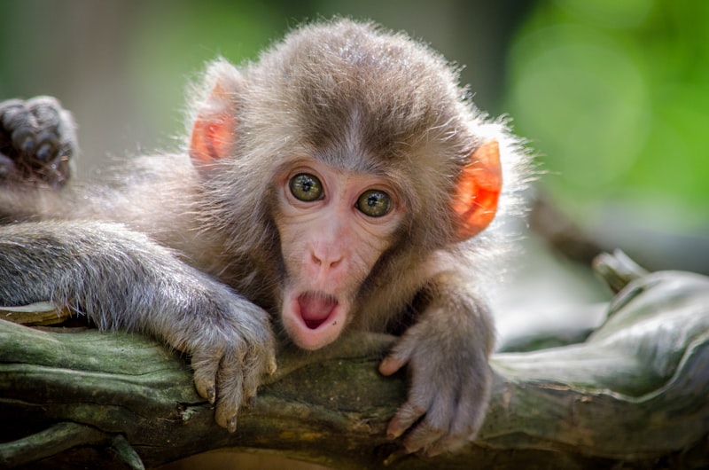 Western Red Colobus